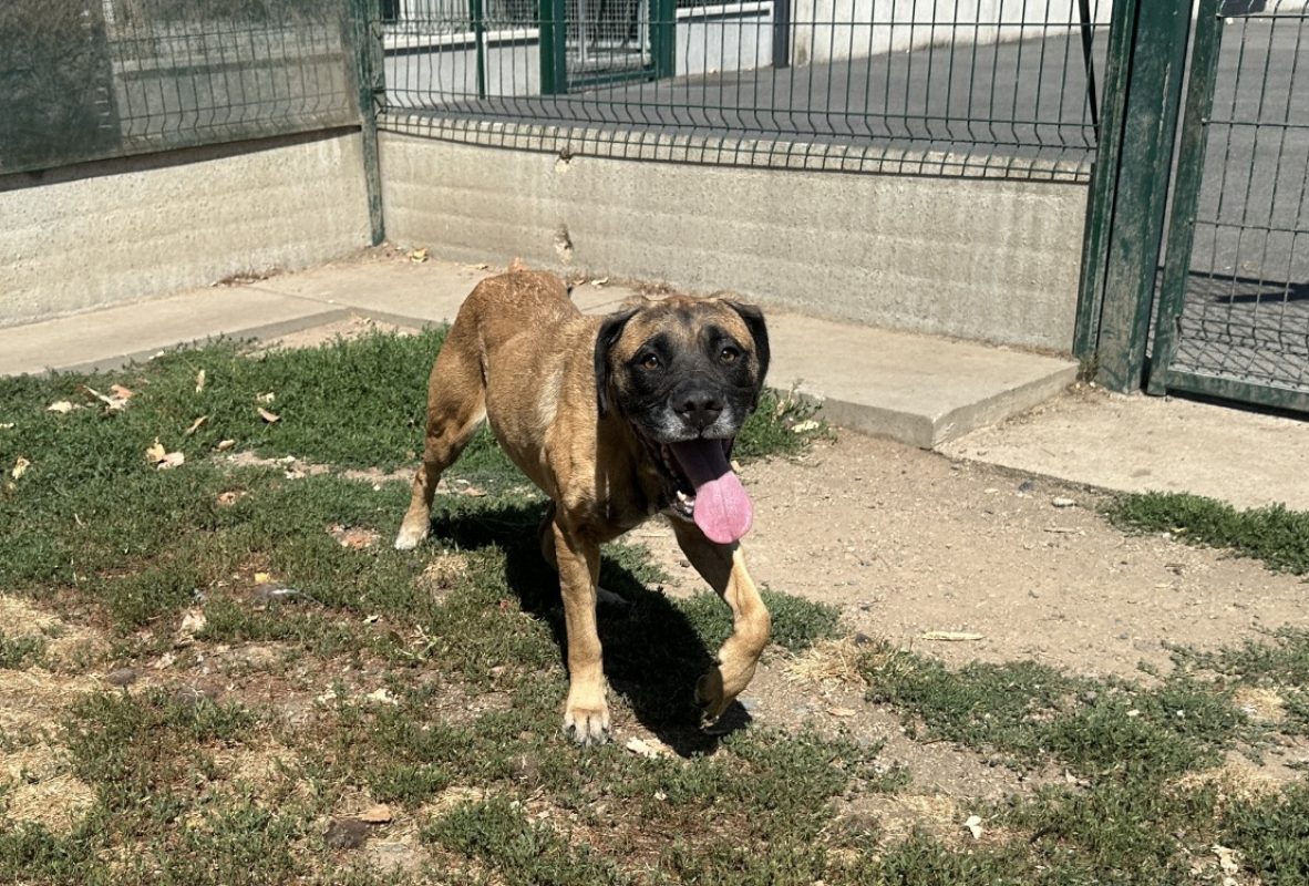 Snookie - Chien à adopter - photo 2