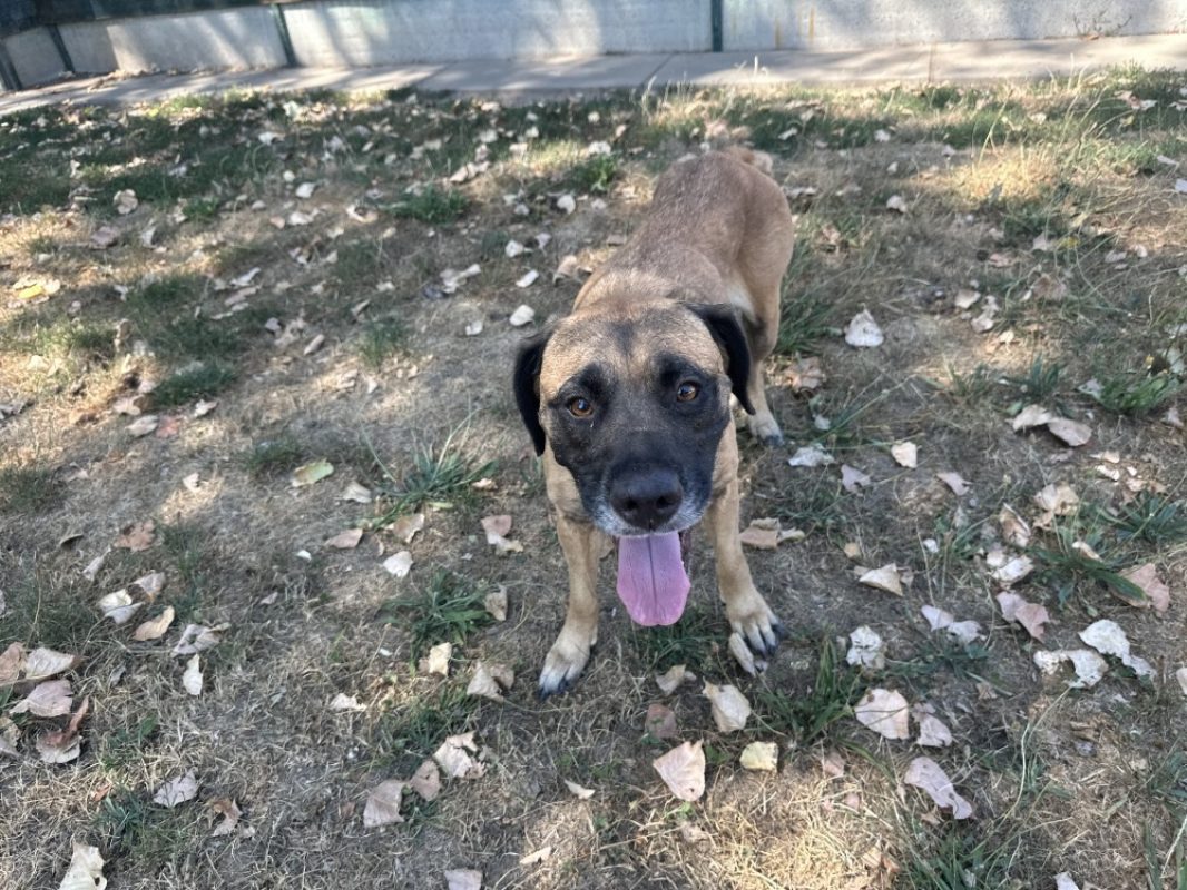 Snookie - Chien à adopter - photo 3