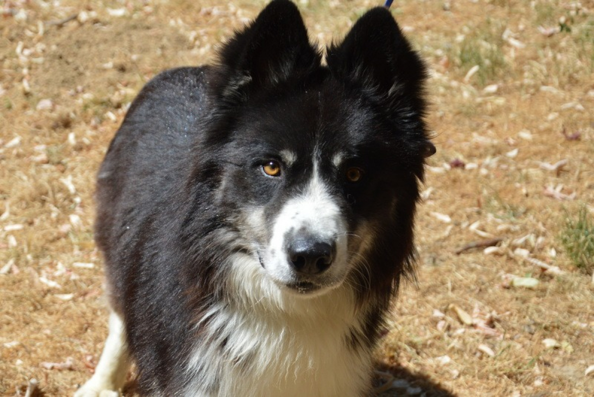 Photo #1 de Thor