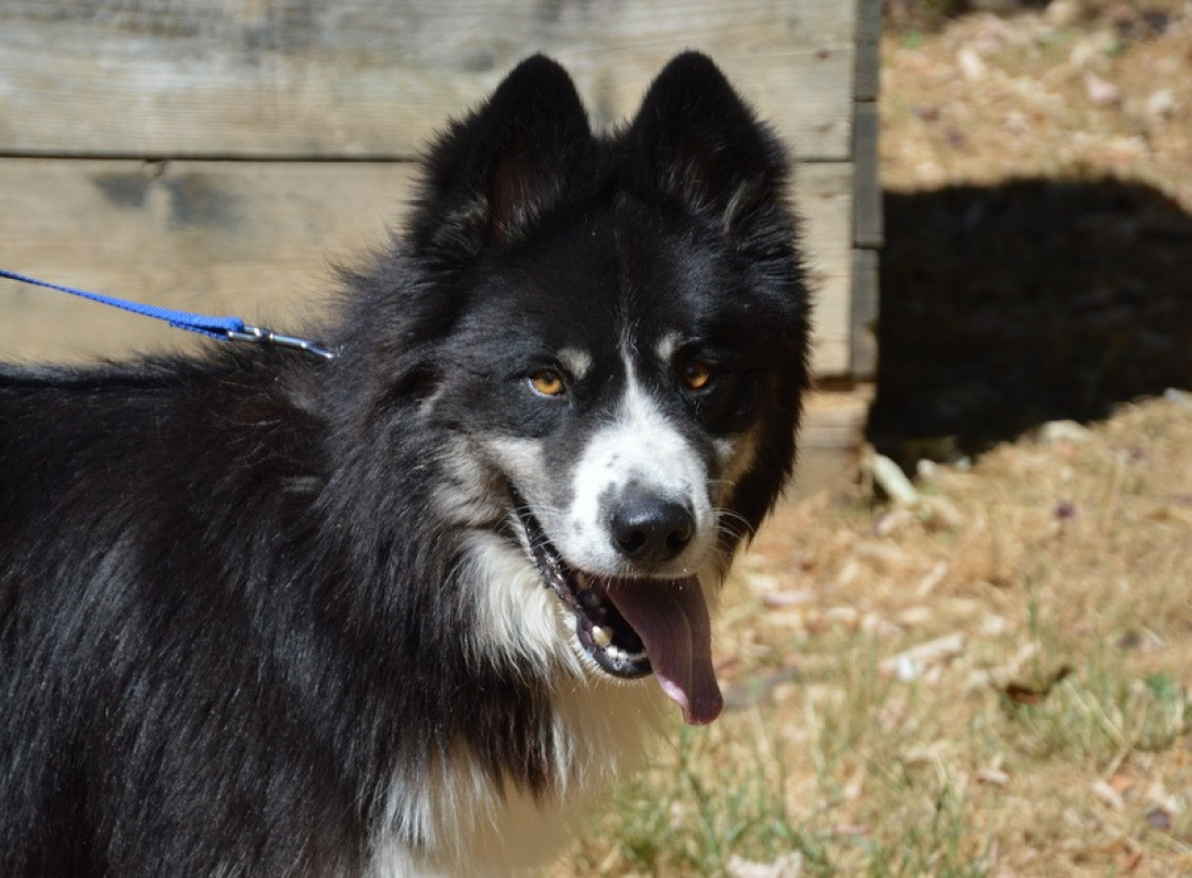 Photo #2 de Thor