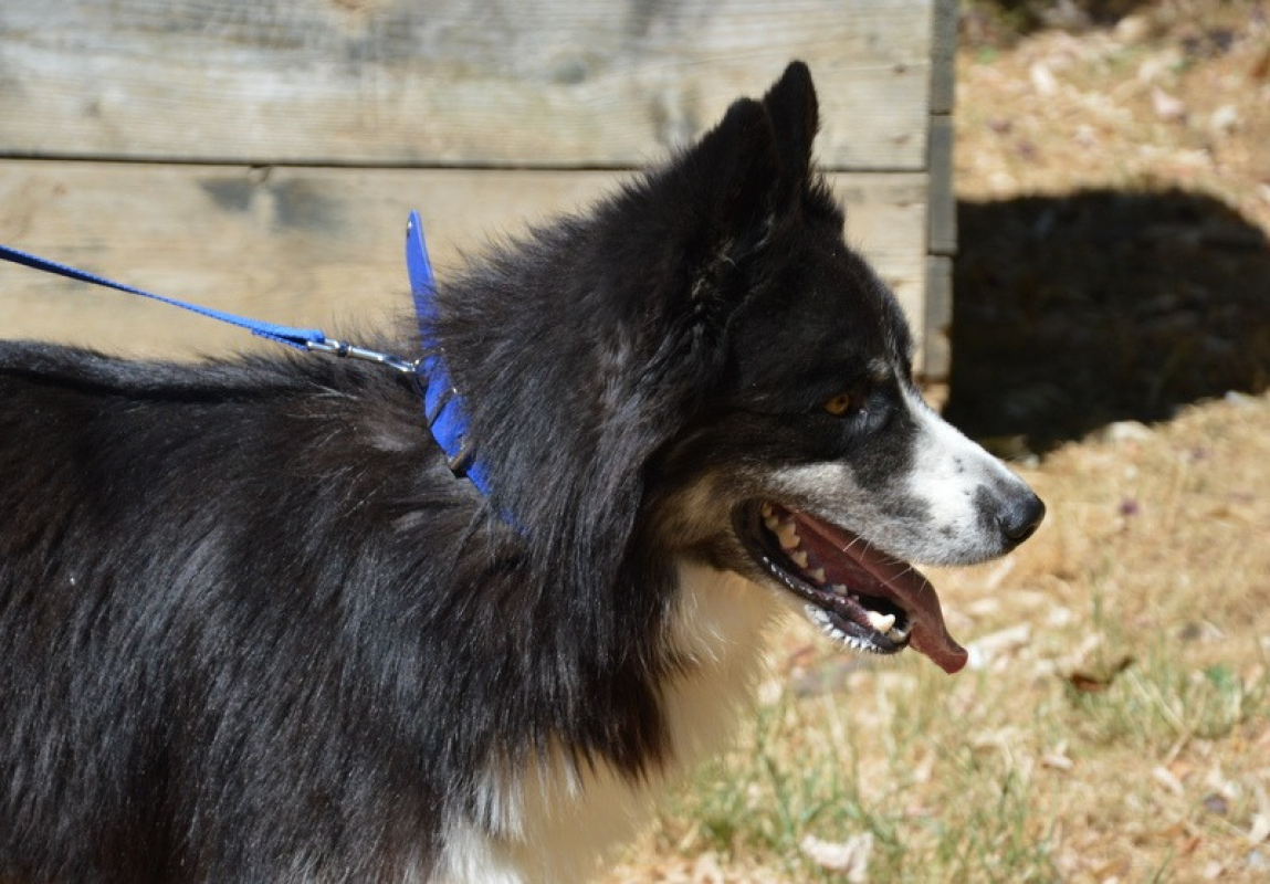 Photo #4 de Thor