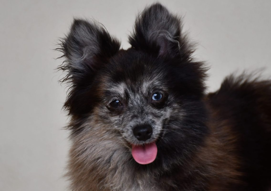 Harlinn - Chien Spitz Allemand à adopter - photo 10
