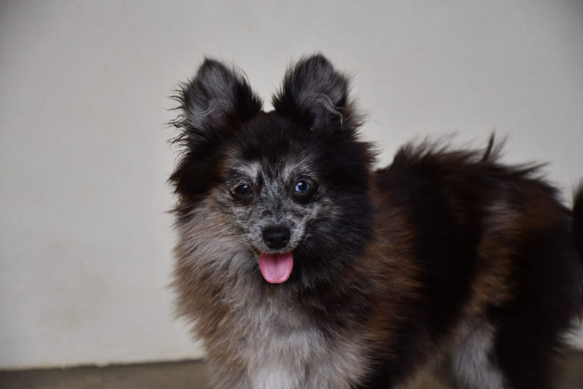 Harlinn - Chien Spitz Allemand à adopter - photo 11