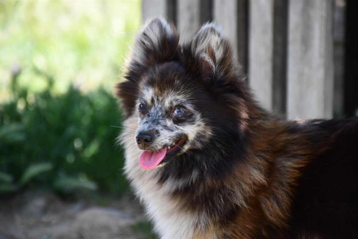 Harlinn - Chien Spitz Allemand à adopter - photo 12