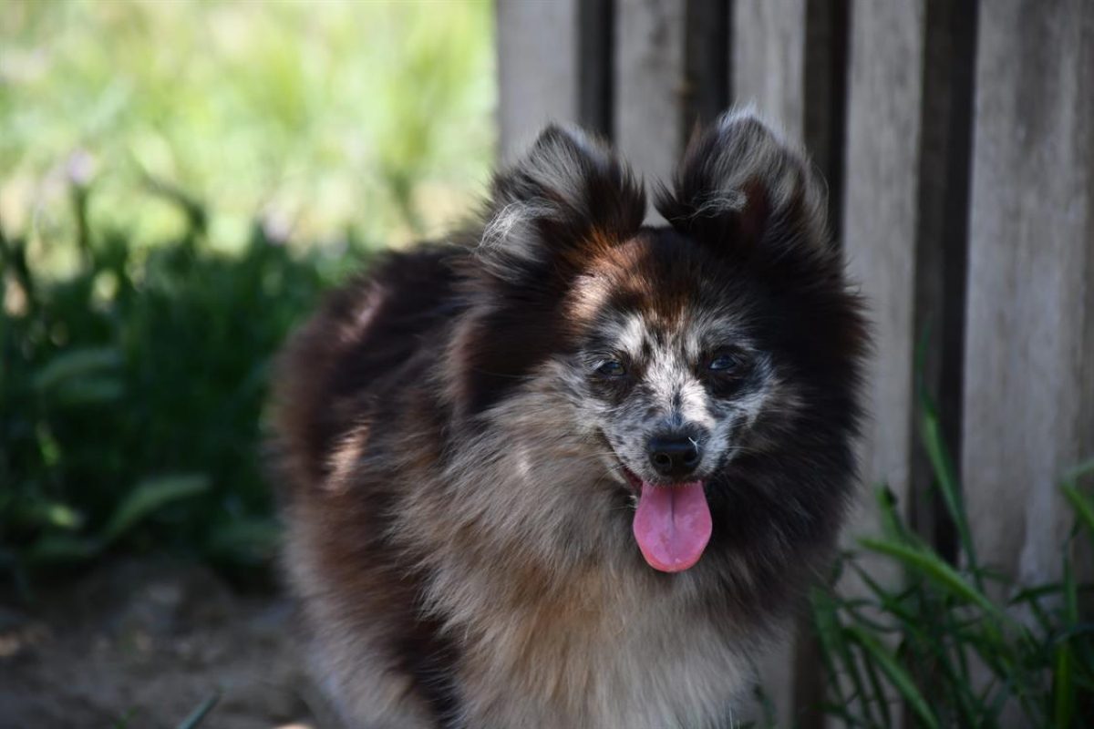 Harlinn - Chien Spitz Allemand à adopter - photo 13