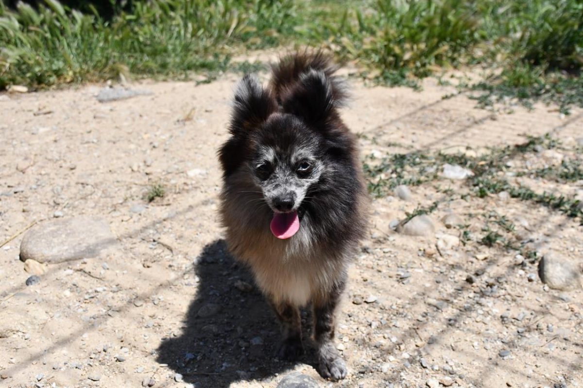 Harlinn - Chien Spitz Allemand à adopter - photo 14