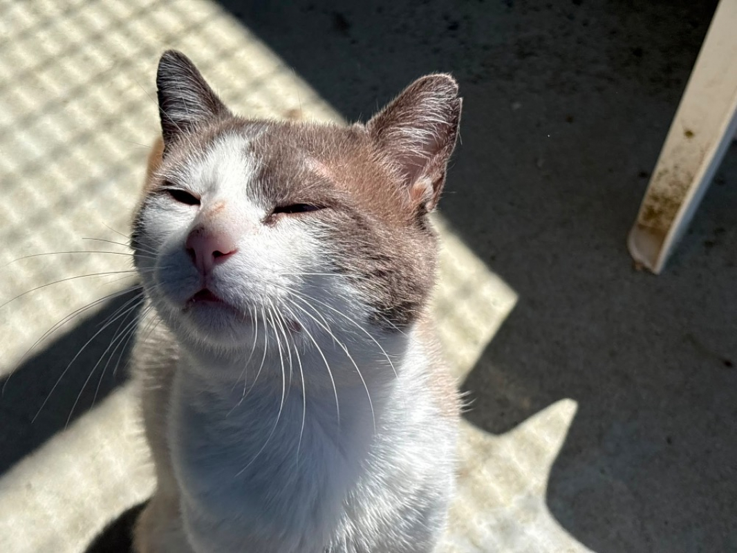 Photo de Nilo