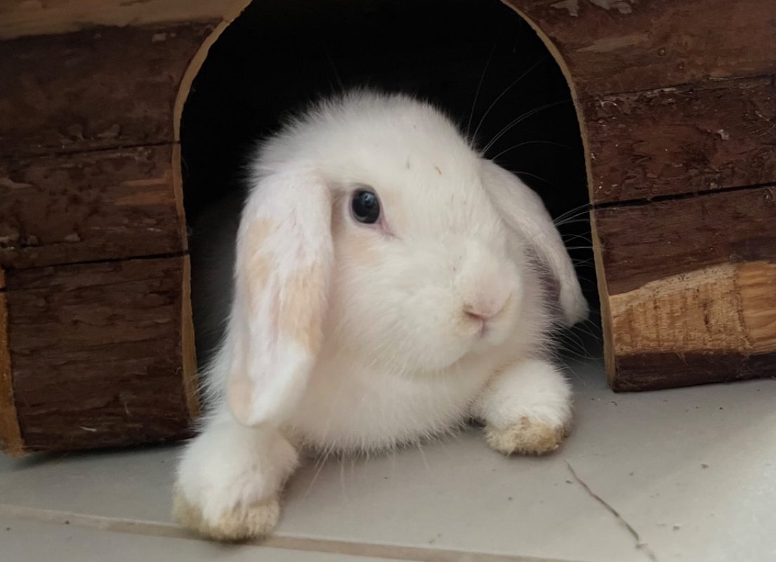 Marguerite - Rongeur Lapin à adopter