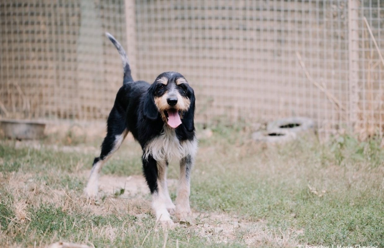 Pitch - Chien à adopter