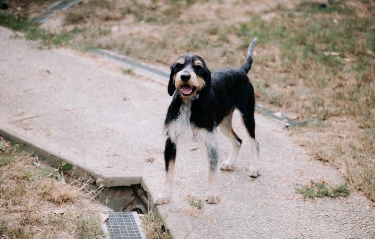 Pitch - Chien à adopter - photo 2