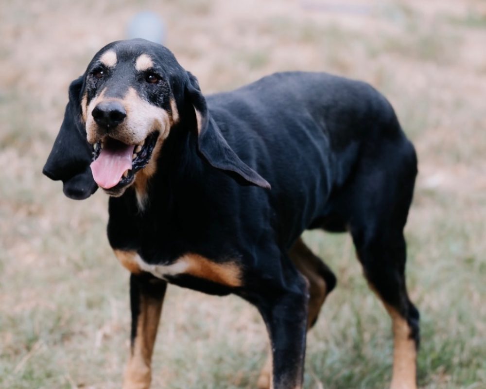 Magnum - Chien à adopter