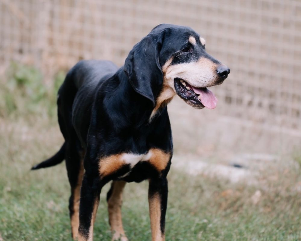 Magnum - Chien à adopter - photo 2