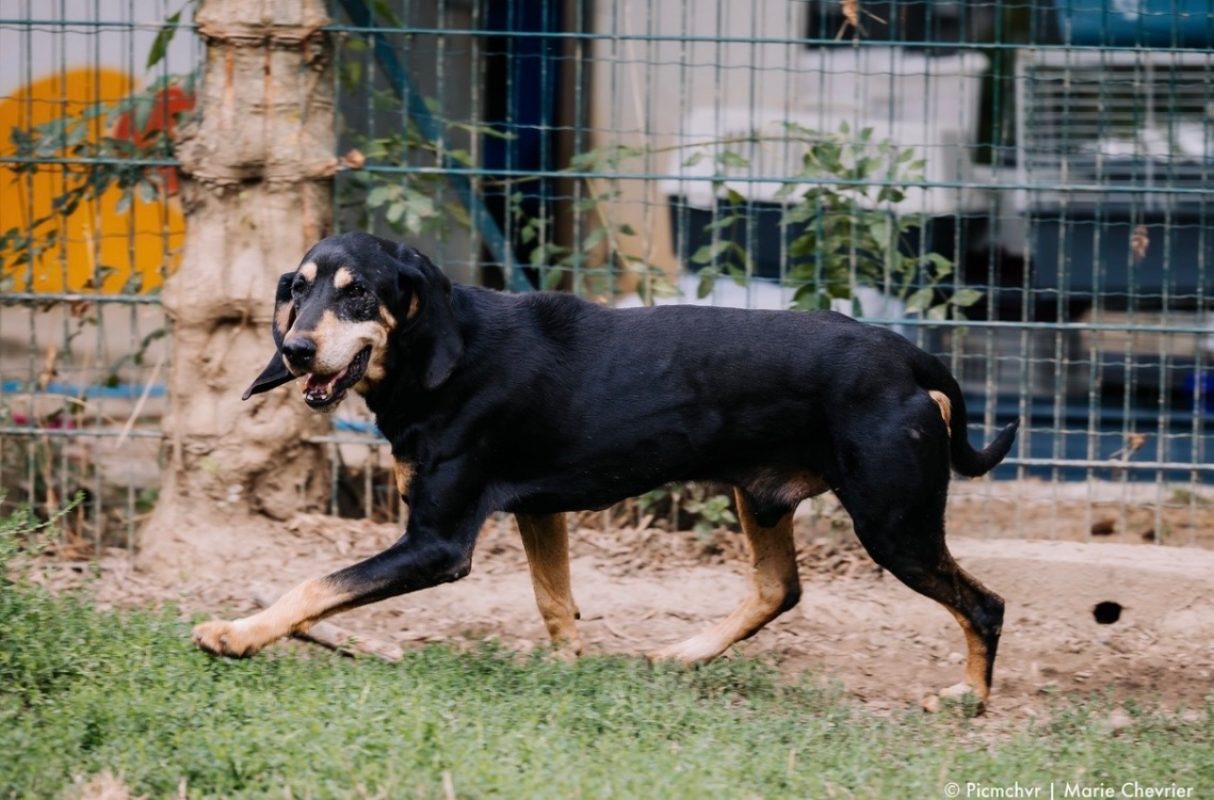 Magnum - Chien à adopter - photo 3