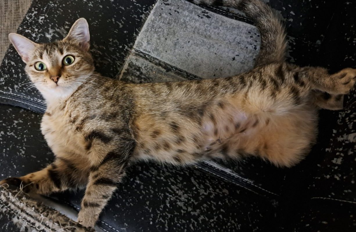 Astrid - Chat Européen à adopter