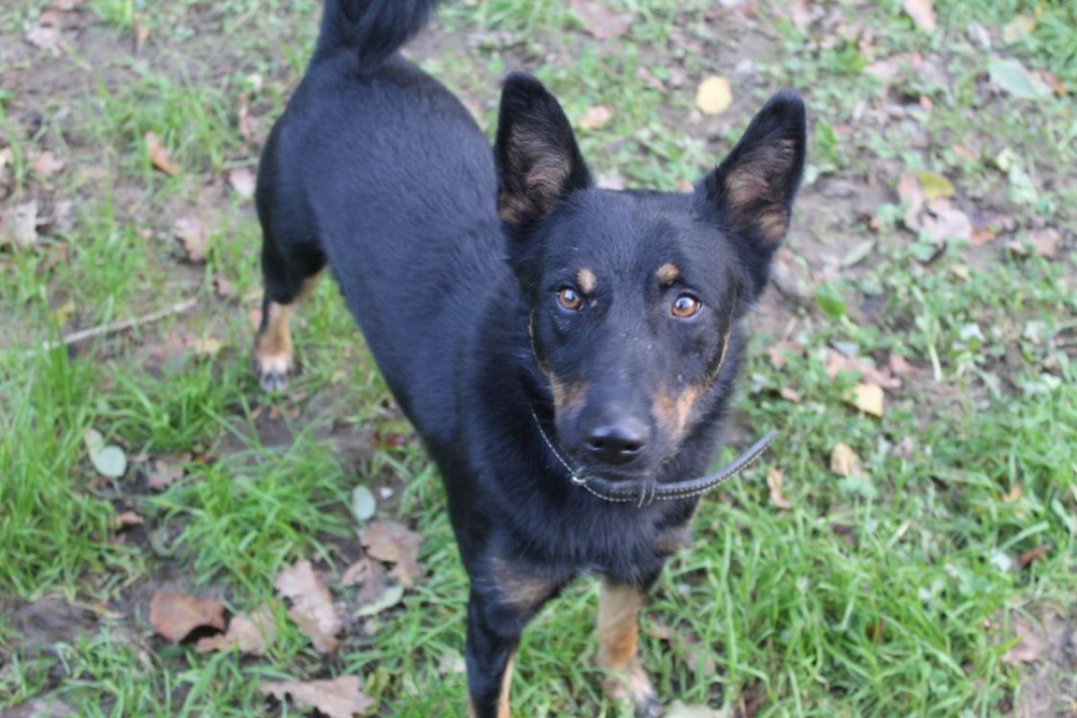 Vox - Chien Berger à adopter - photo 5