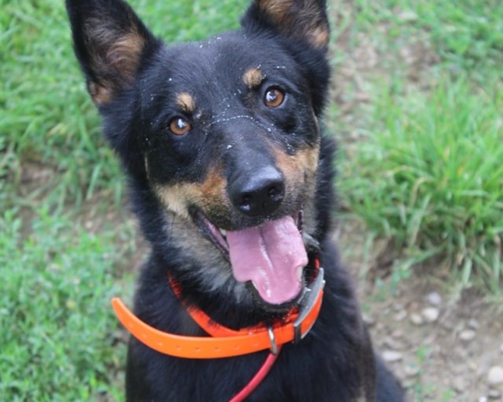 Vox - Chien Berger à adopter - photo 6