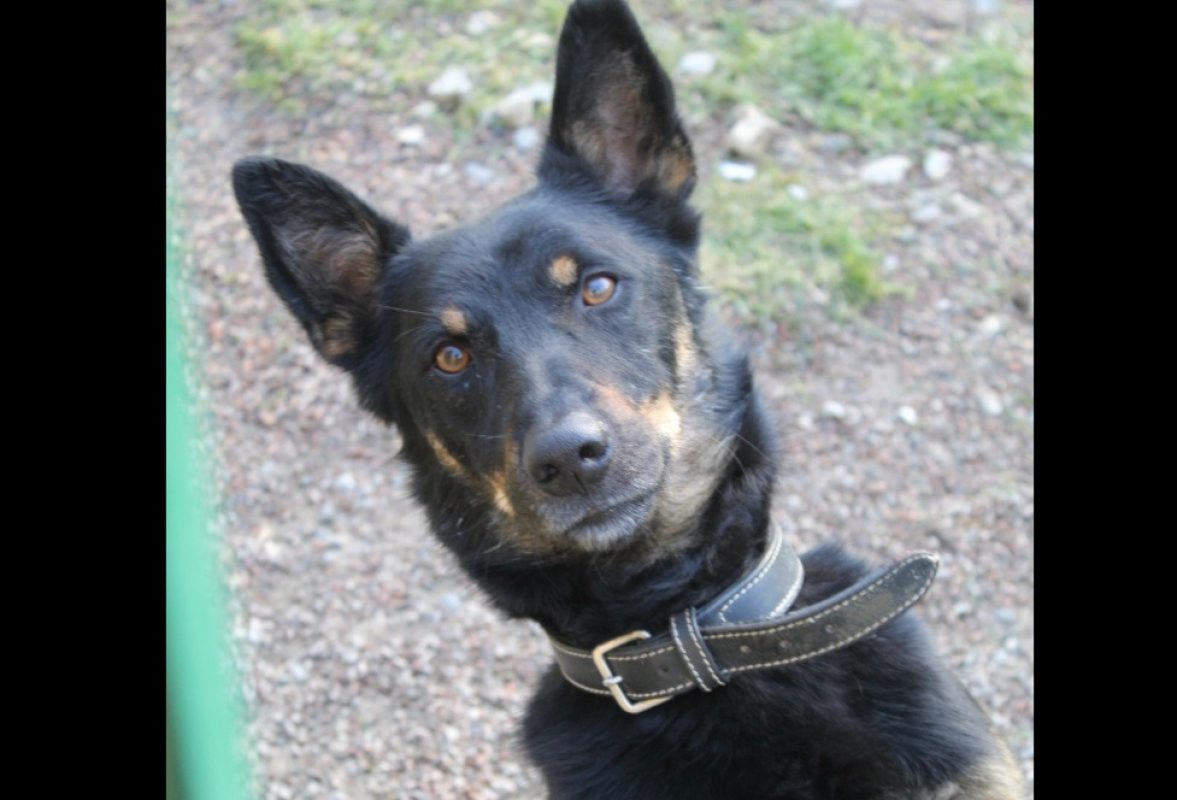 Vox - Chien Berger à adopter - photo 7