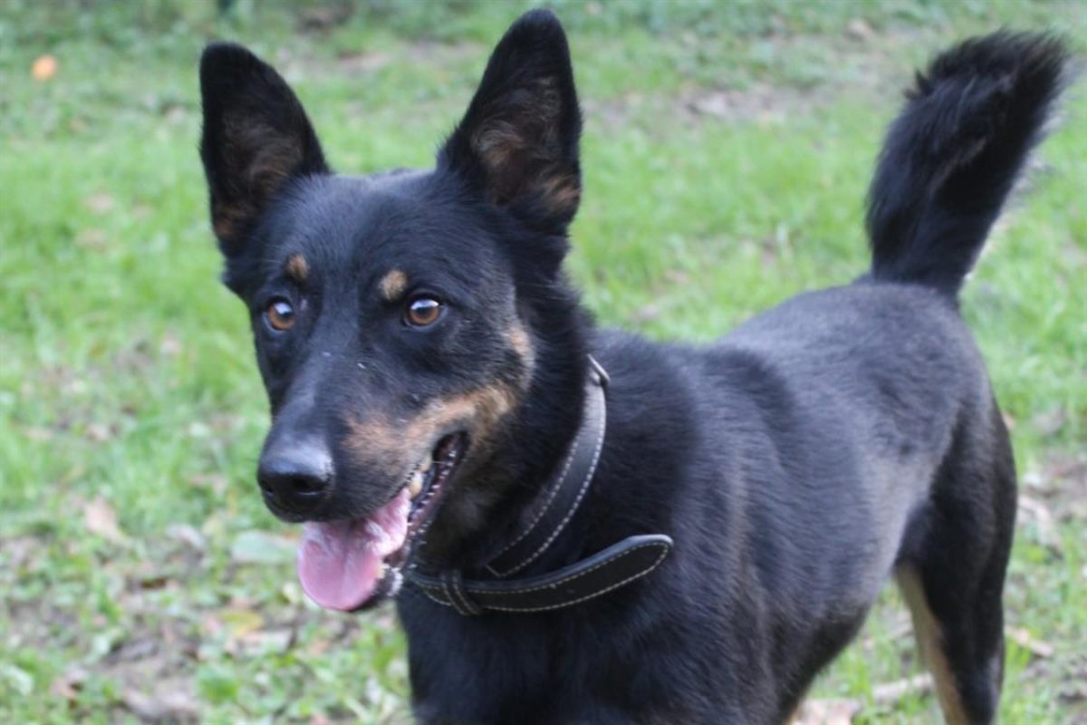 Vox - Chien Berger à adopter - photo 8