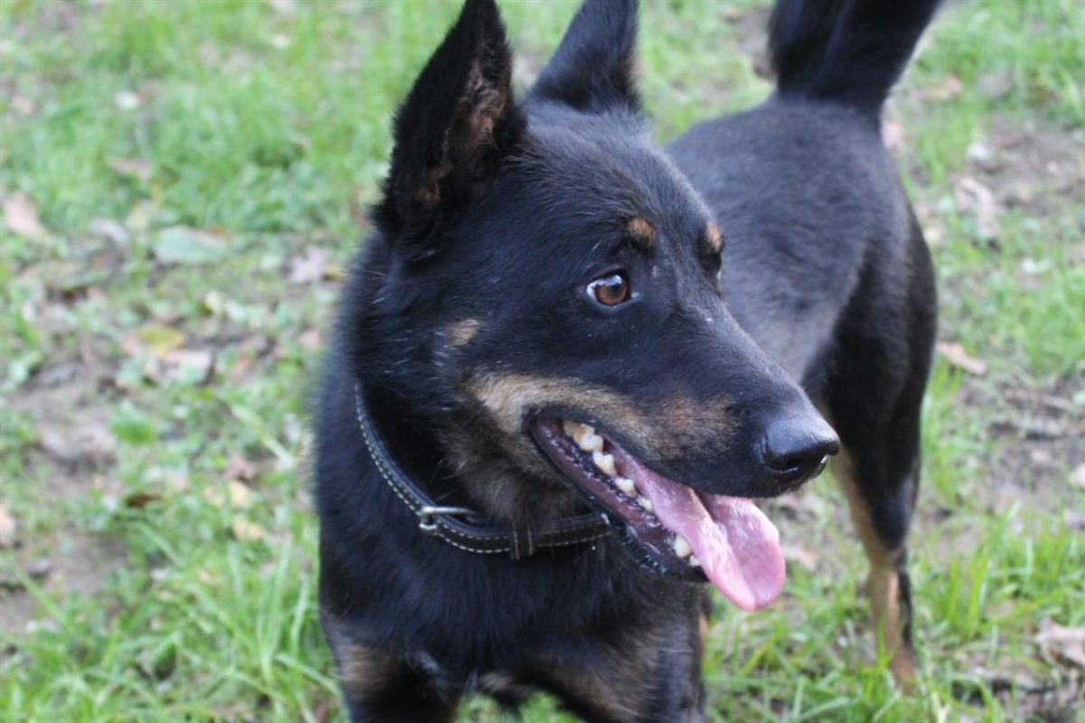 Vox - Chien Berger à adopter - photo 9