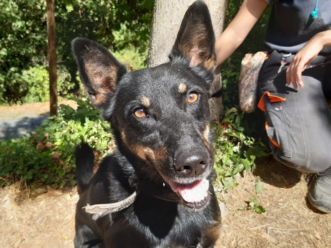 Vox - Chien Berger à adopter