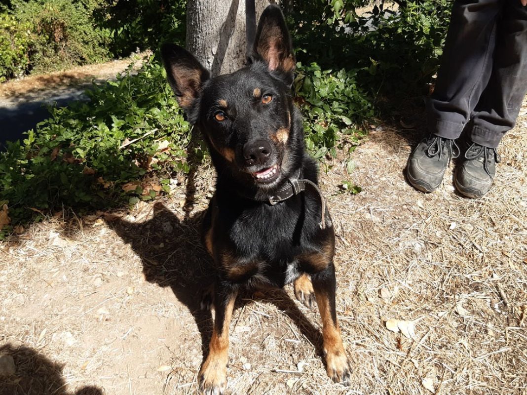 Vox - Chien Berger à adopter - photo 2