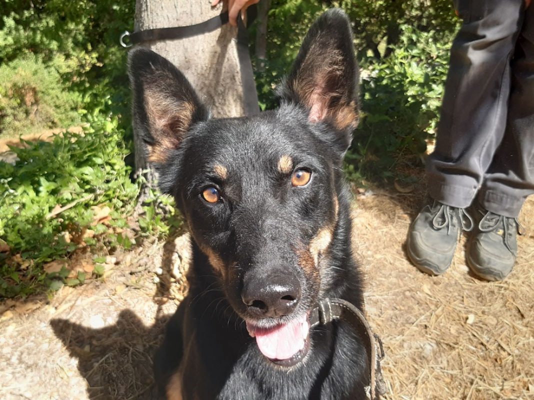 Vox - Chien Berger à adopter - photo 3