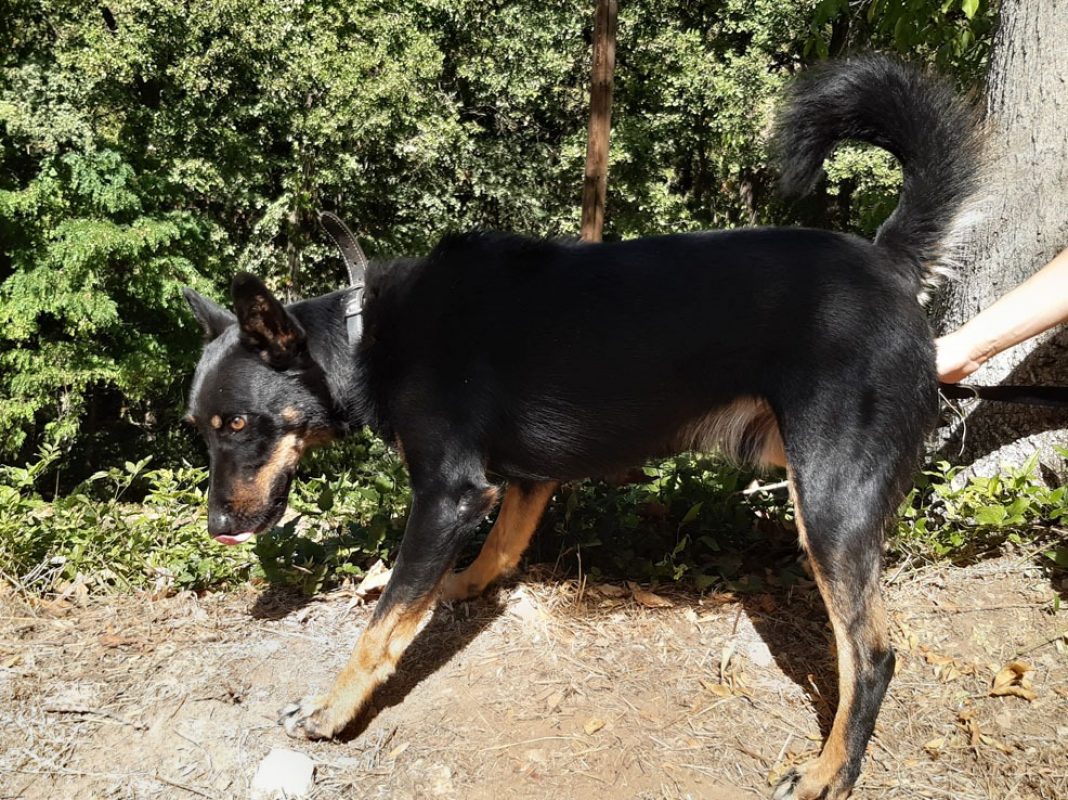 Vox - Chien Berger à adopter - photo 4