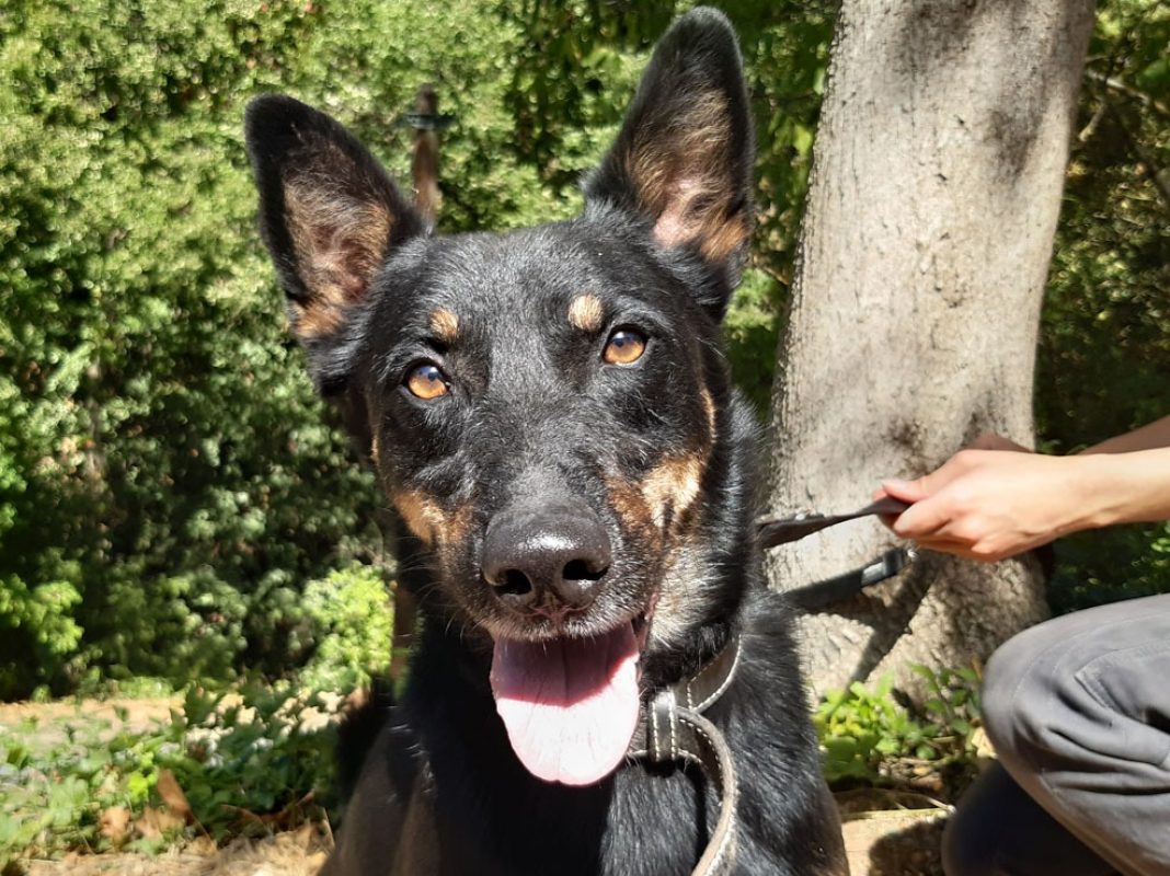 Vox - Chien Berger à adopter - photo 6