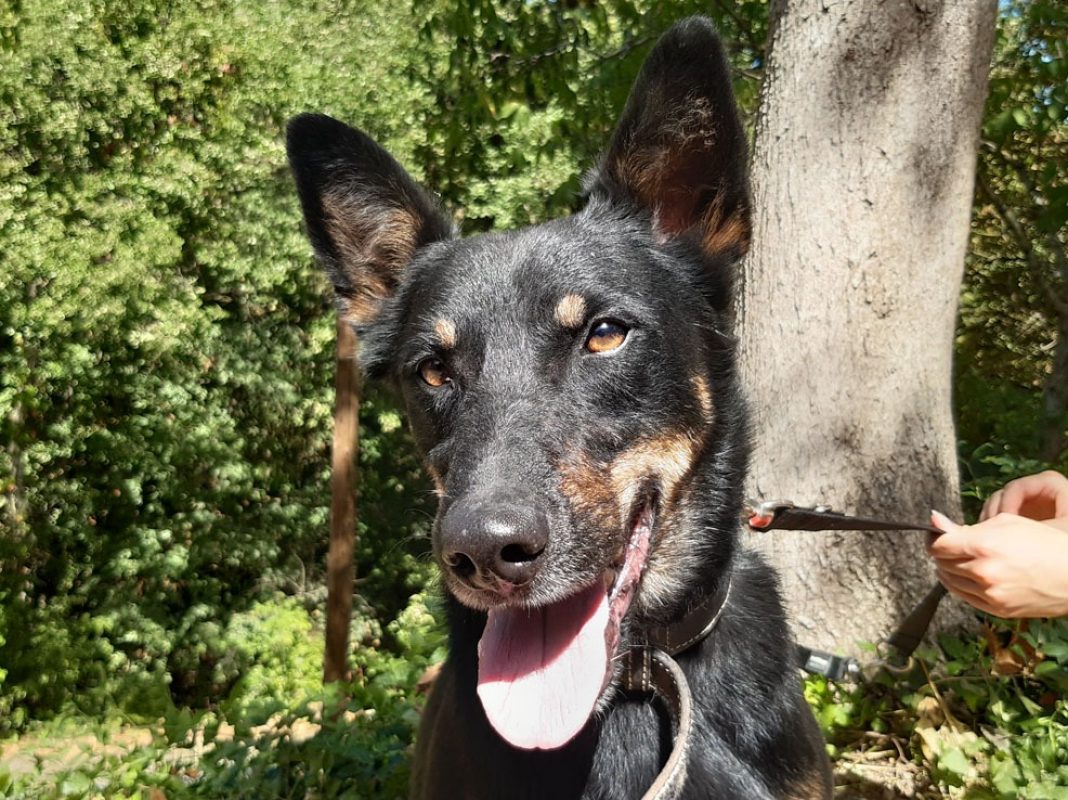 Vox - Chien Berger à adopter - photo 7