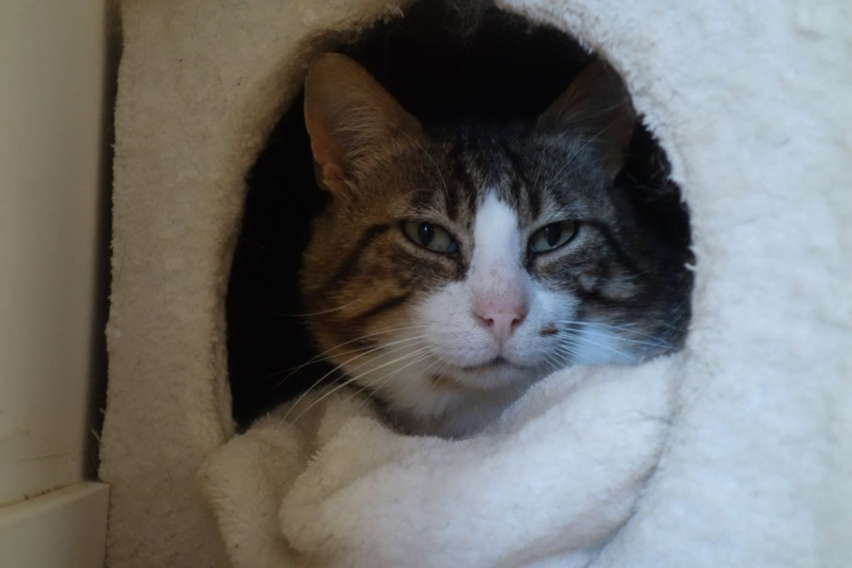 Photo #1 de Pantoufle