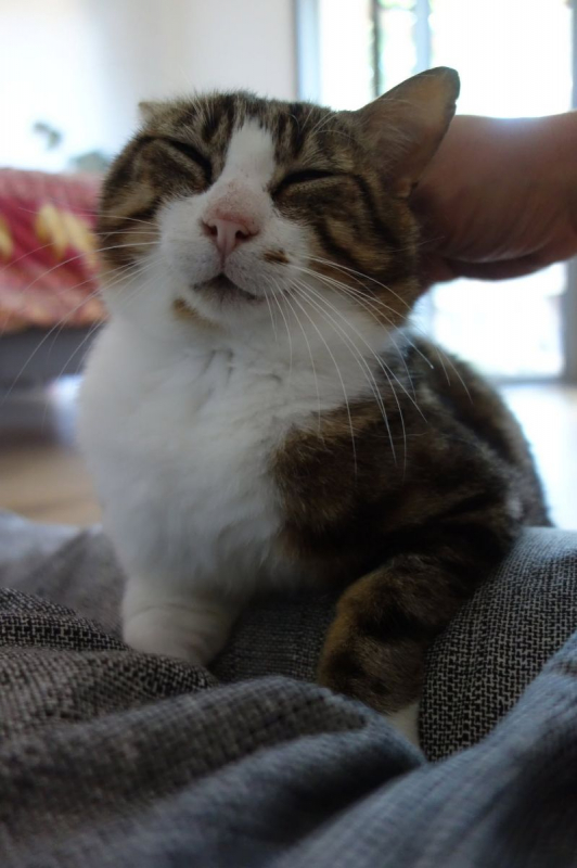 Photo #4 de Pantoufle