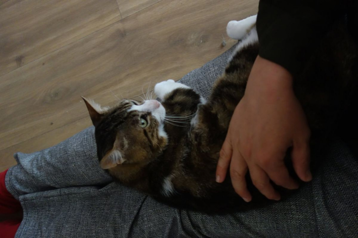 Photo #2 de Pantoufle
