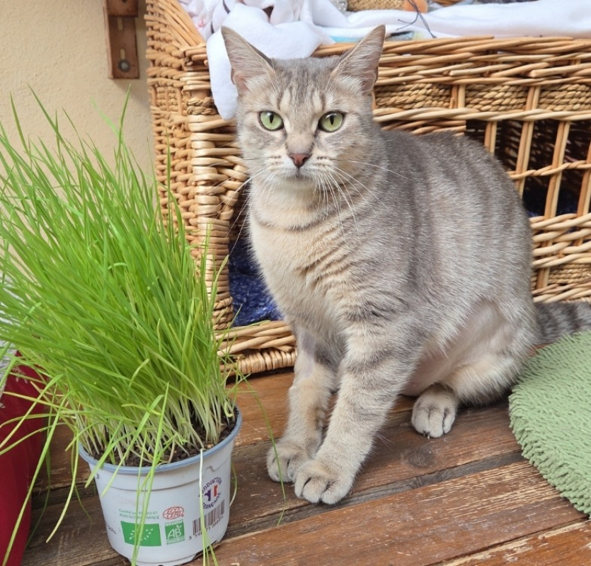 Photo de Carotte