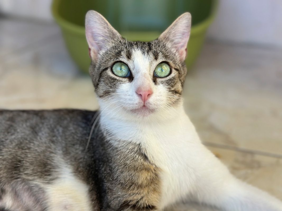 Mimi - Chat Européen à adopter
