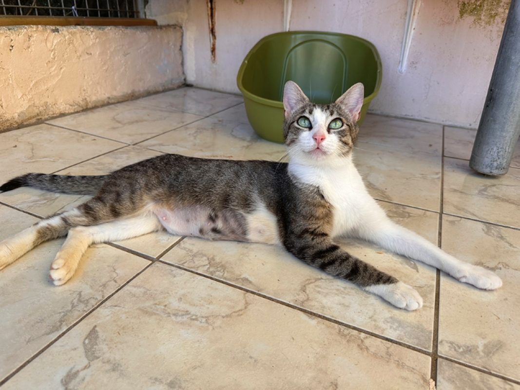 Mimi - Chat Européen à adopter - photo 2