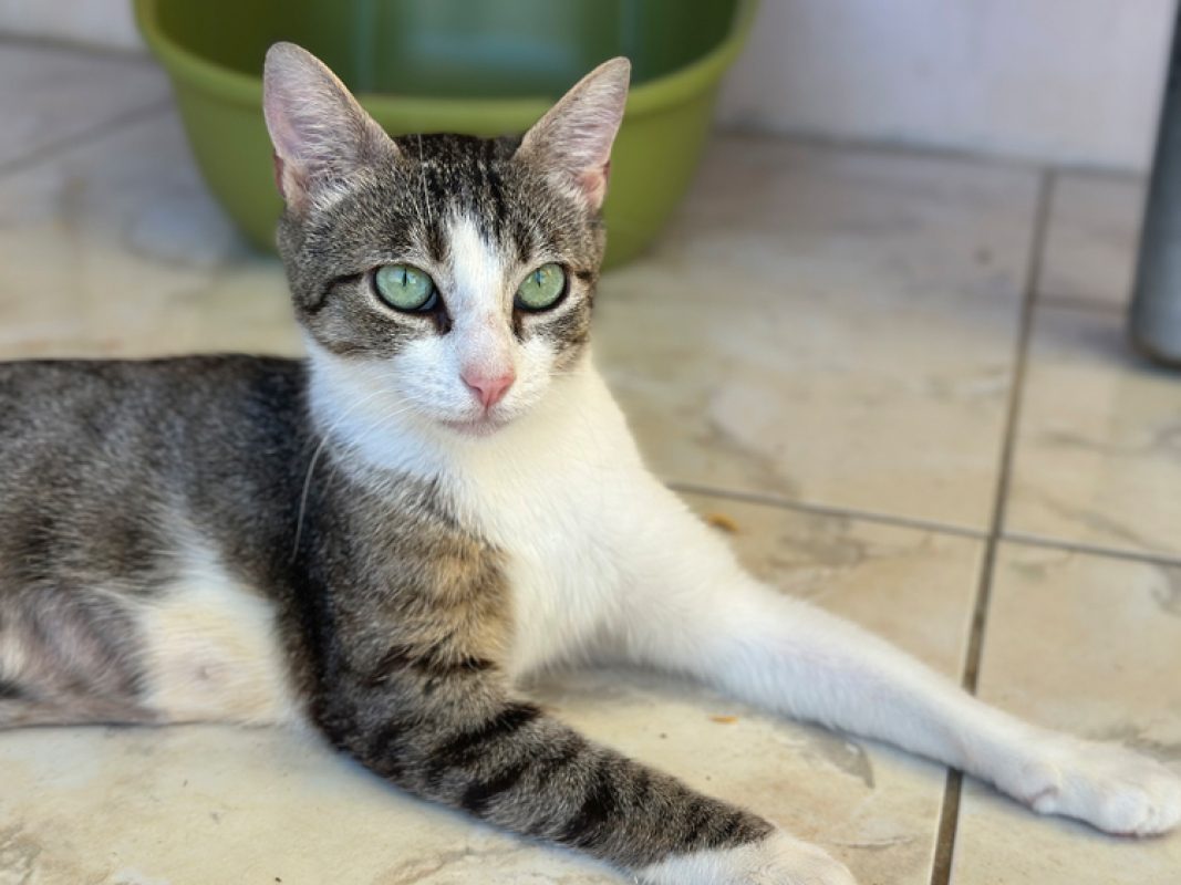 Mimi - Chat Européen à adopter - photo 3