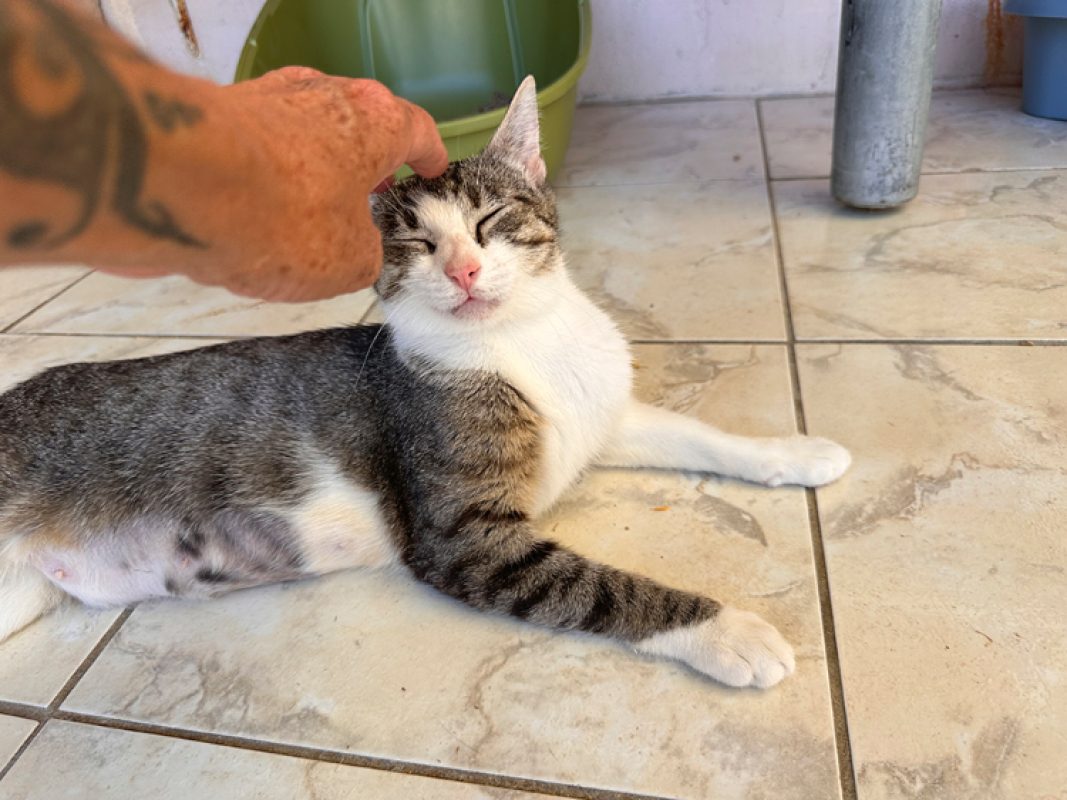Mimi - Chat Européen à adopter - photo 4