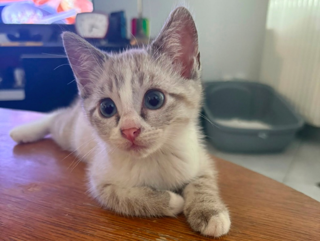 Photo de Smoky