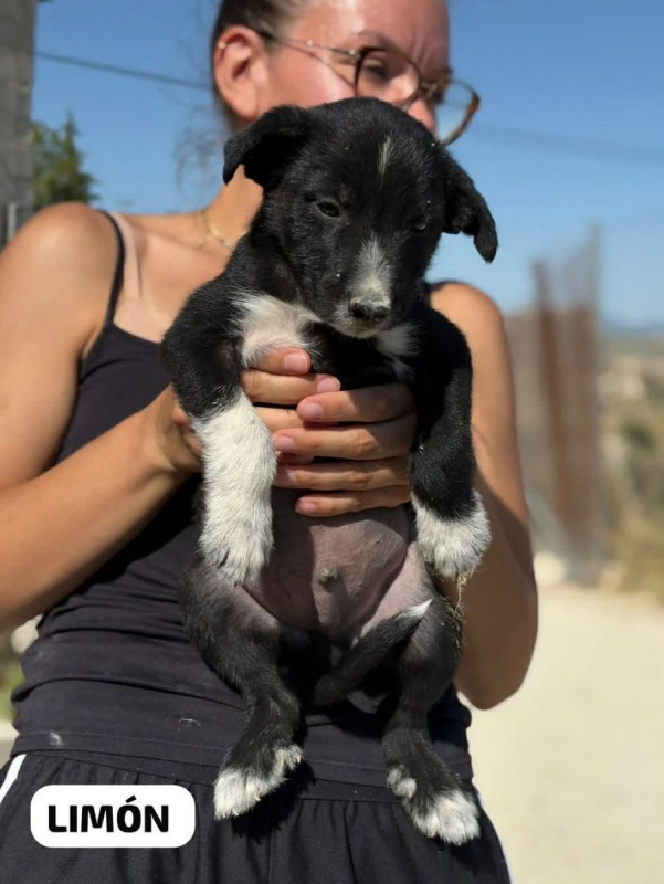 Photo #2 de LIMON a adopter dans toute la France