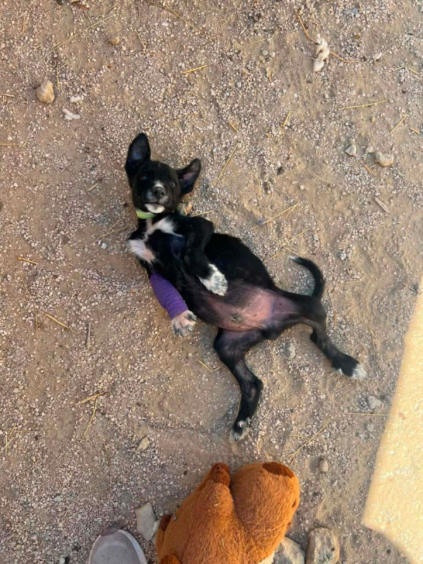 Photo #3 de LIMON a adopter dans toute la France