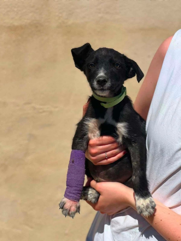 Photo #1 de LIMON a adopter dans toute la France