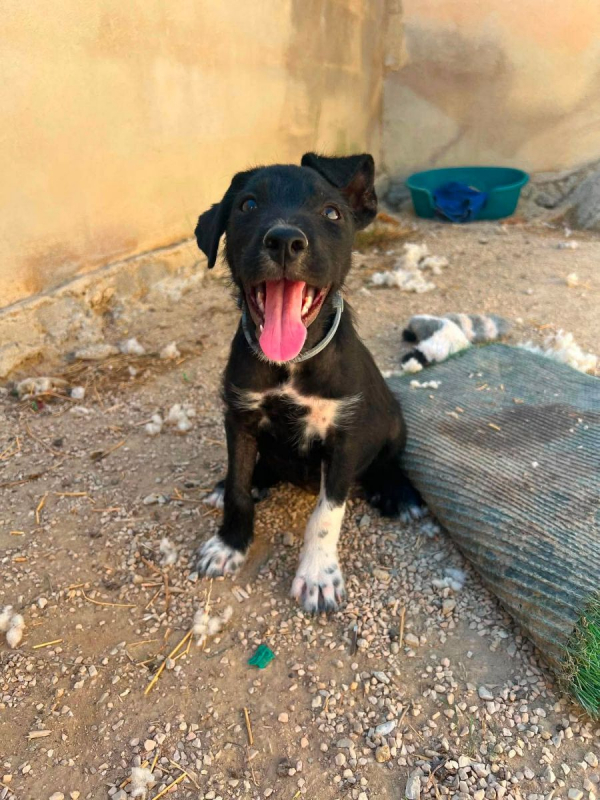 Photo #3 de Panocha a l'adoption dans toute la France