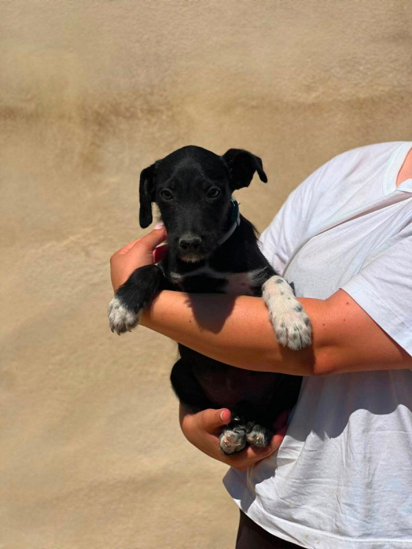 Photo #2 de Panocha a l'adoption dans toute la France