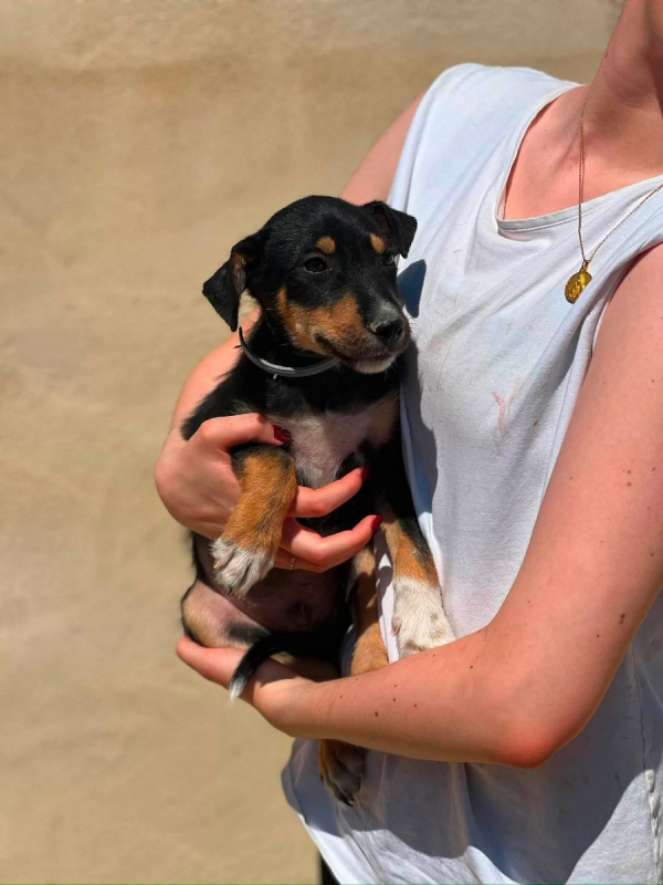 Photo #1 de HUERTANO à l'adoption dans toute la France