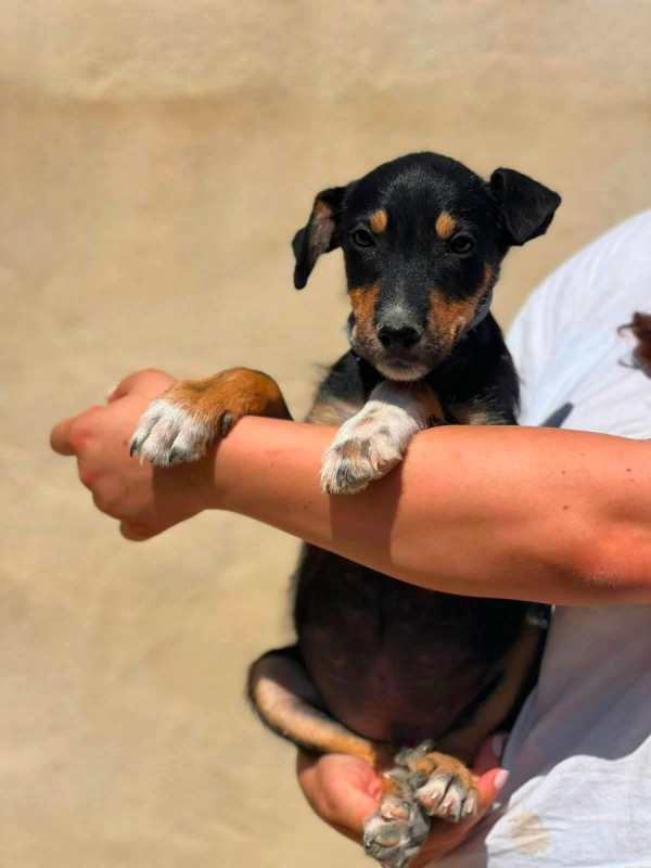 Photo #3 de HUERTANO à l'adoption dans toute la France
