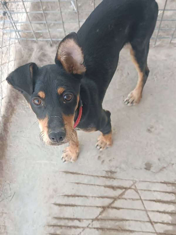 Photo #1 de Aldo à adopter dans toute la France