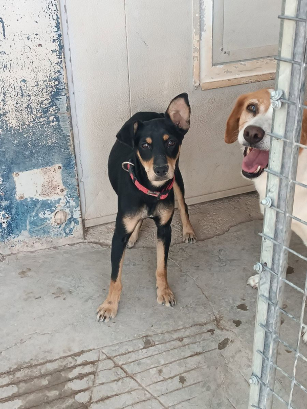 Photo #2 de Aldo à adopter dans toute la France