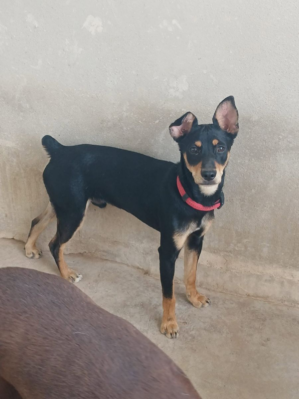 Photo #3 de Aldo à adopter dans toute la France