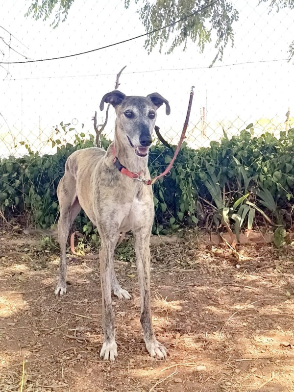 Photo #3 de CHAPU à l'adoption dans toute la France