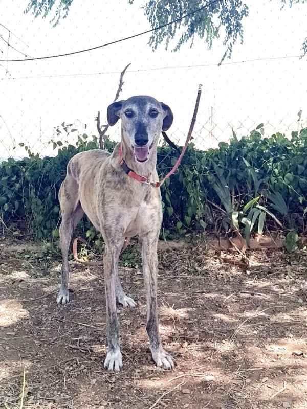 Photo #4 de CHAPU à l'adoption dans toute la France